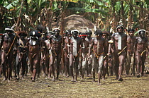 Dani people at a dance in village near Wamena, Irian Jaya / West Papua, Papua New Guinea 1991 (West Papua).