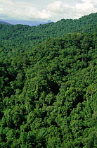 Aerial view of lowland tropical rainforest, Irian Jaya / West Papua, Papua New Guinea, 1991 (West Papua).
