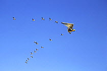 Imprinted Whooping cranes {Grus americana} flying behind microlite, training for migration down eastern USA, 2003