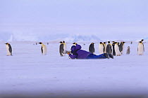 Photographer lying down while taking photographs of Emperor Penguins, Weddell Sea Antarctica