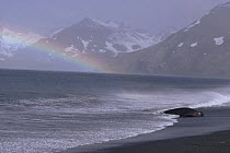 St Andrews Bay beach with elephant seal coming out of sea and rainbow, South Georgia