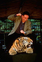 Tourist standing over chained captive tiger, Primtive Forest Park, Yunnan, China.