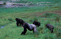 Western lowland gorilla family feed in bai /forest clearing {Gorilla gorilla gorilla} Odzala