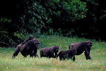 Western lowland gorilla family feed in bai {Gorilla g gorilla} Rep of Congo, Odzala NP