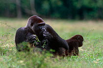 Silverback Western lowland gorilla {Gorilla gorilla gorilla} feeding in Lokoue Bai, Odzala NP, Dem Rep of Congo