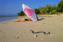 Seasnake on beach beside tourist {Laticauda laticaudata} Ile de Maitre, New Caledonia, Pacific