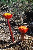 April fool plant in flower {Haemanthus coccineus} Gansbaai, South Africa