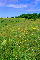Chalk downland flowers, Beacon Hill NNR, Hampshire, UK