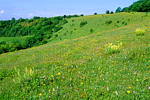 Chalk downland mixed flowers on Beacon Hill NNR, Hampshire, UK