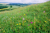Chalk downland species rich,  mixed flowers on Beacon Hill NNR, Hampshire, UK