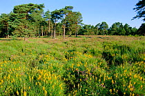 Peat bog with Bog asphodel {Narthecium ossifragum} flowers and Scots pine trees,  Kingston Great Common NNR, Hampshire, UK - lowland heathland