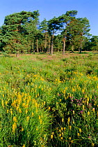 Peat bog with Bog asphodel {Narthecium ossifragum} flowers and Scots pine trees, Kingston Great Common NNR Hampshire, UK - lowland heathland