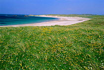 Flowering machair + beach Isle of Coll, Inner Hebrides, Scotland, UK