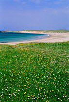 Flowering machair + beach Isle of Coll, Inner Hebrides, Scotland, UK