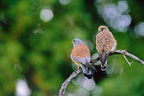 Lesser kestrel pair, male on left {Falco naumanni} Israel