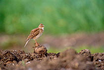 Skylark singing on ground {Alauda arvensis} Hertfordshire, UK