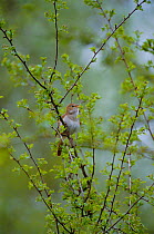 Nightingale singing {Luscinia megarhynchos} Cambridgeshire, UK