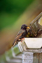 Common starling returns to nest in roof {Sturnus vulgaris} UK