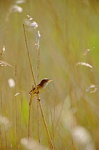 Reed warbler singing in reeds {Acrocephalus scirpaceus} UK