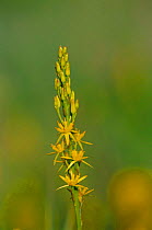 Bog asphodel flowering {Narthecium ossifragum} UK