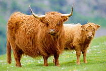 Highland cow and calf {Bos taurus} Strathspey, Scotland, UK