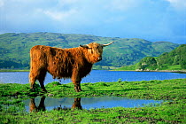 RF- Highland cow (Bos taurus) next to Loch Oban. Argyll, Scotland, UK. (This image may be licensed either as rights managed or royalty free.)