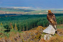 Golden eagle in Scottish landscape {Aquila chrysaetos} Strathspey, Scotland, UK - captive bird