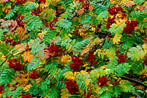 Rowan leaves and berries in autumn {Sorbus aucuparia} Scotland, UK