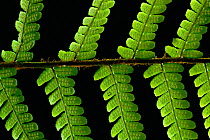 RF- Bracken (Pteridium aquilinum) leaf frond close-up. Strathspey, Scotland, UK. (This image may be licensed either as rights managed or royalty free.)