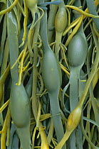 Bladder wrack seaweed close-up {Fucus vesiculosus} Scotland, UK
