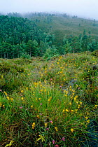 Bog asphodel {Narthecium ossifragrum} flowering on edge of pine forest, Highlands, Scotland, UK