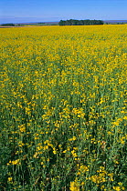 Oil seed rape field in flower {Brassica napus} Northumberland, UK