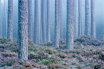 Scots pine forest in dawn mist Glenfeshie, Highland, Scotland, UK