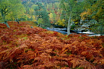 Birch woodland in autumn with river + bracken. Glen Strathfarra NNR, Scotland, UK