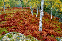 Birch woodland in Autumn. Glen Strathfarra NNR, Highlands Scotland, UK