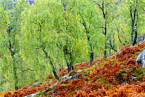 Native birch woodland in autumn, Glenstrathfarrar NNR, Scotland, UK
