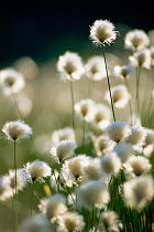 Cotton grass seedheads backlit {Eriophorum angustifolium}  Highlands, Scotland, UK