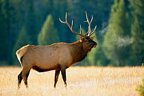 Elk (Red deer) stag at dawn {Cervus elaphus} Yellowstone NP, Wyoming, USA
