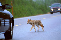 Coyote crossing road {Canis latrans} Yellowstone NP, Wyoming, USA