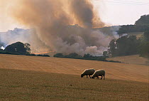 Controlled burning of Stubble, Buckinghamshire, UK August 1987