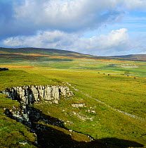 Limestone Country landscape with livestock grazing, Yorkshire Moors, UK
