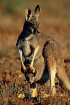 Red kangaroo female with joey in pouch {Macropus rufus} Sturt NP New South Wales, Australia