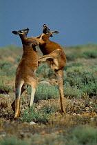Male Red kangaroos fighting for dominance {Macropus rufus} Sturt NP, NSW Australia