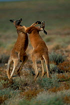 Male Red kangaroos fighting {Macropus rufus} Sturt NP, New South Wales Australia. Red kangaroos are the heavyweight boxing champions of the animal world!