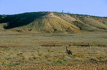 Red kangaroo {Macropus rufus} herd feeding in open grassland, Sturt NP, New South Wales, Australia