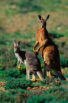 Male and female Red kangaroo {Macropus rufus} Sturt NP, New South Wales Australia. Note size and colour dimorphism / variation