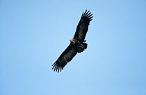 Hooded vulture {Necrosyrtes monachus} soaring, Gambia, West Africa