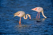 Greater flamingoes feeding {Phoenicopterus ruber} Camargue, France