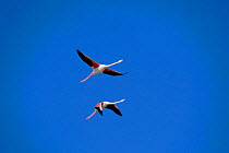 Greater flamingoes in flight {Phoenicopterus ruber} Camargue, France