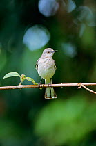Mockingbird {Mimus polyglottos} Jamaica